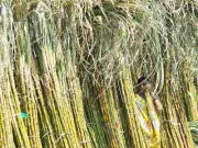 Bihar Govt Slashes Sugar Cane Commission by 90% to Boost Mill Finances