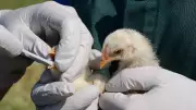 Bird Flu Outbreak in Bengaluru: Hesaraghatta Poultry Farm Declared Infected Zone