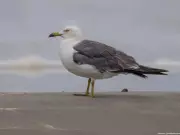 Black-Tailed Gull Spotted in Bengal, A First for India During Bird Count