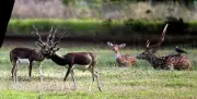 Blackbuck Population Declines in Chennai's Guindy National Park, Census Reveals