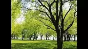 BMC Launches Fresh Mumbai Tree Census After 8-Year Gap, Expects Rise in Numbers