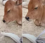Books Can Make Any Kid Sleep: Watch This Baby Cow Doze Off by Just Looking at a Book
