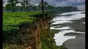 Brahmaputra Erosion Threatens Tea Estate in Tinsukia, Assam