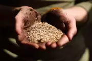 Buxar Launches Subsidized Summer Crop Seed Distribution for Farmers