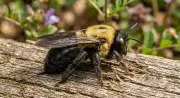 Carpenter Bees: Backyard Pollinators or Porch Pests? Here's How to Deal