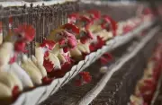 Central Expert Team Assesses Bilaspur Bird Flu Outbreak, Containment Disrupts Poultry Economy