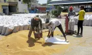 Centre Eases Wheat Procurement Norms for Punjab and Chandigarh After Crop Damage