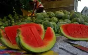Chandigarh Food Dept Conducts Random Watermelon Sampling After Mumbai Deaths