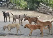 Chandigarh MP Manish Tewari Inaugurates Animal Ambulance for Public Welfare