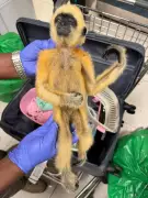 Chennai Airport Seizes 49 Exotic Animals in Two Major Smuggling Attempts