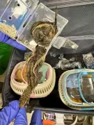 Chennai Airport Seizes 49 Exotic Animals in Two Major Wildlife Smuggling Busts