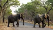 Chhattisgarh Forest Attacks: Two Dead, One Injured in Wild Animal Encounters