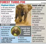 Chhattisgarh Forest Attacks: Two Elderly Killed, One Injured in Wild Animal Encounters