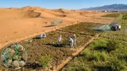 Chinese Scientists Transform Desert Sand into Fertile Soil in Just 10 Months