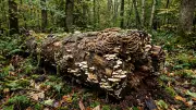 Climate Change Fuels Silent Fungal Threat to Global Forests