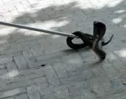 Cobra Sighting Causes Panic at Abohar Municipal Office