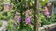 Corkscrew Vine: The Secret to Attracting Hummingbirds to Your Yard