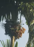 CPCRI to host arecanut leaf spot management interaction in Sullia