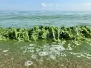CSIR-CCMB Study Reveals Seasonal Genetic Shifts in Chilika Lagoon Cyanobacteria