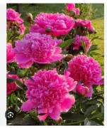 CSIR-IHBT Develops Indigenous Technique for Peony Cultivation in Himachal