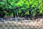 DDA to Consult Zoo Authority After SC Orders Deer Relocation from Delhi Park