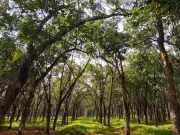 Delhi Government to Map Green Fund Expenses for Clearer Environmental Roadmap