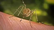 Dengue Targeted Treatments Could Arrive in 2-3 Years if Trials Succeed