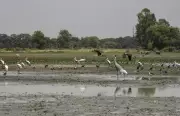 Dhanauri Wetland's Ramsar Tag Stuck in Bureaucratic Maze Despite Supreme Court Directives