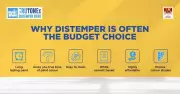 Distemper vs Emulsion Paint: Key Differences Before Choosing