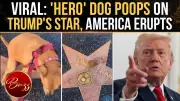 Dog Defecates on Trump's Hollywood Star, Sparking Viral Online Debate