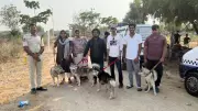 Dozens of Siberian Huskies Abandoned in Hyderabad Heat Wave