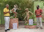 Dr K Ullas Karanth Unveils Realistic Tiger Dance Models in Mangaluru