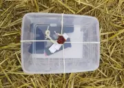 Drone-Dropped Heroin and Glock Pistol Seized Near Indo-Pak Border in Rajasthan