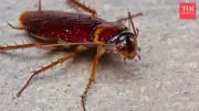 Effective Cockroach Control: Simple Habits That Actually Work