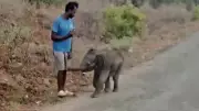 Elephant Calf Abandoned at Bhavanisagar Dam, Forest Dept Uses Drone to Reunite