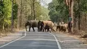 Elephant Herd Halts Traffic in Raigarh, 133 Elephants Roam Dharamjaigarh Forests