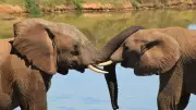 Elephants Use Individual 'Names' to Communicate, New Research Reveals