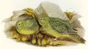 Elusive Night Parrot Rediscovered in Remote Australian Deserts After Century