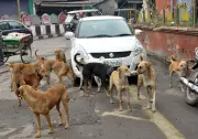 Ex-Union Minister Vijay Goel Advocates for Citizen-Led Action on Stray Dogs in Delhi