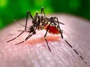 Experts Urge Action on Dengue Treatment Gaps Ahead of Monsoon