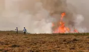 Farm Fires Surge: Madhya Pradesh Leads Stubble Burning Cases