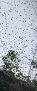 Farmer Killed by Wild Bee Swarm in Hisar, Leaves Family Destitute