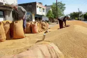 Farmers Protest in Fatehabad Over Wheat Procurement System Glitches and Storage Shortage