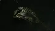 Female Leopard Rescued from 35-Foot Well in Maharashtra Forest