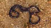 Five Poisonous Snakes Found in House as Scare Aggravates in Kerala