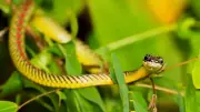 Flying Snakes of Asia: The Limbless Gliders Defying Nature's Norms