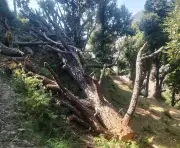 Forest Guard Suspended for Negligence in Yamunanagar District