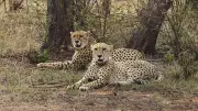 Four South African Cheetahs Arrive at Bannerghatta Biological Park in Karnataka