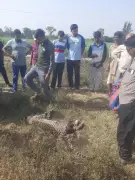 Four-Year-Old Leopard Killed by Vehicle on NH-53 in Surat, Gujarat