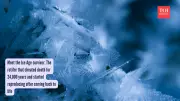 Frozen for 24,000 Years: Microscopic Animal Wakes Up, Starts Family in Siberia